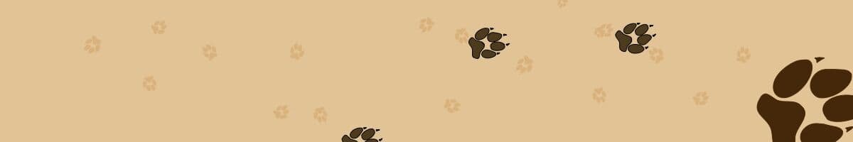 Furry Paws iFokus